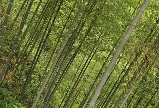 Ningguo Kuntai Bamboo and Wood Co., Ltd.