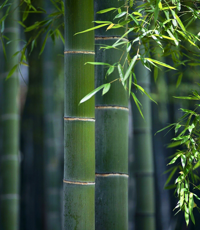 Ningguo Kuntai Bamboo and Wood Co., Ltd.
